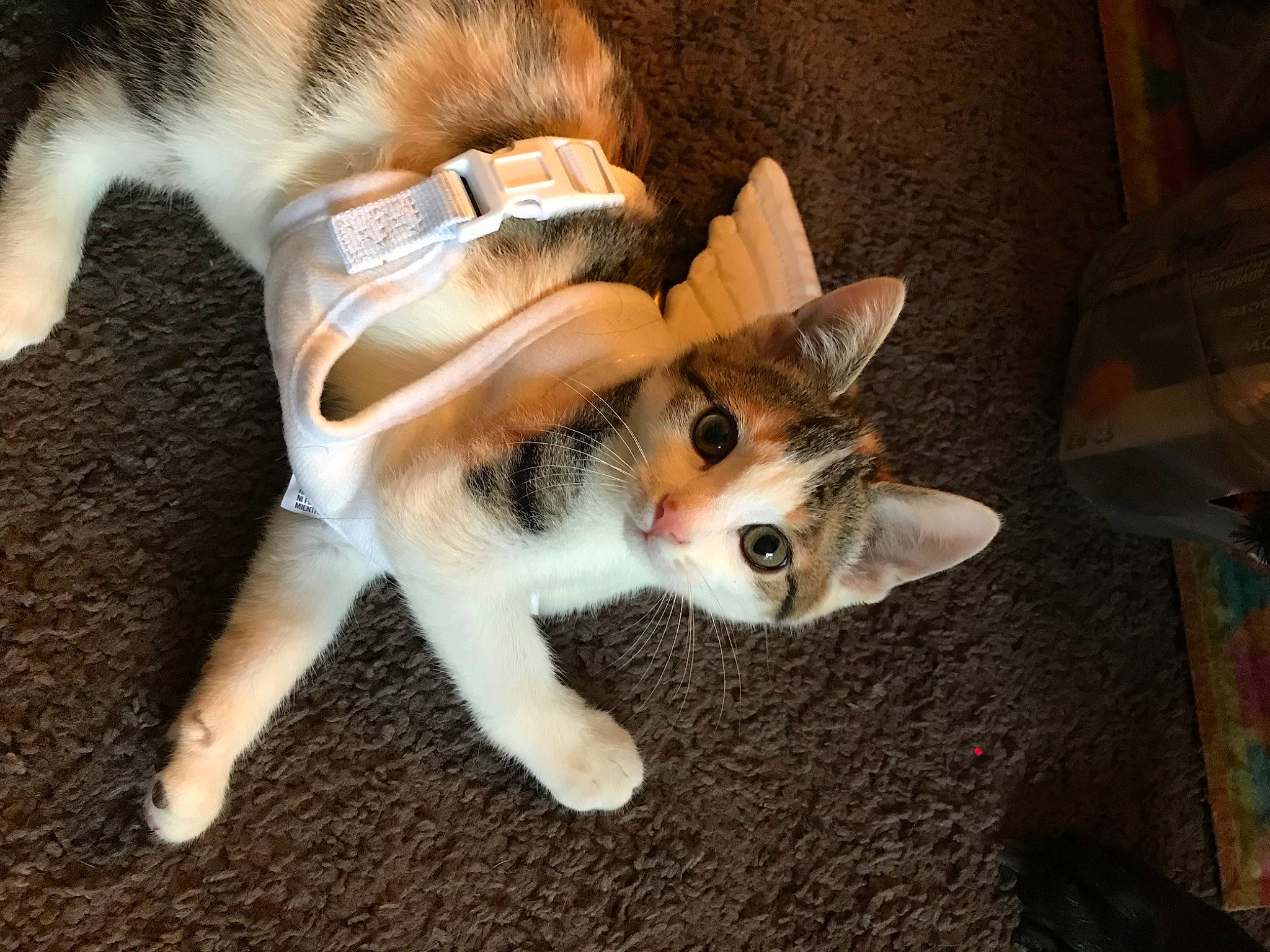 Angel is registered to the contest to win money with this photo: canidae, carnivore, cat, claw, companion_dog, dog_breed, domestic_short_haired_cat, fawn, felidae, fur, paw, small_to_medium_sized_cats, sporting_group, tail, terrestrial_animal, toy, whiskers, wood