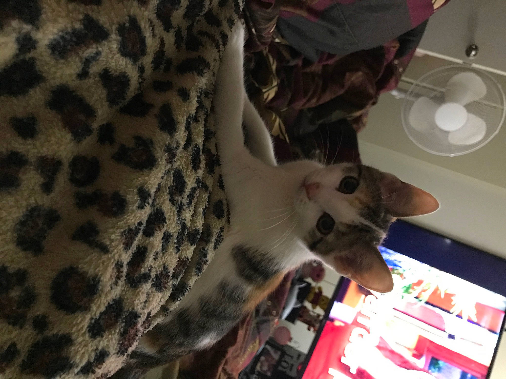 Angel is registered to the contest to win money with this photo: carmine, carnivore, cat, comfort, domestic_short_haired_cat, fawn, felidae, fur, human_leg, light_fixture, linens, mechanical_fan, pattern, paw, room, small_to_medium_sized_cats, tail, terrestrial_animal, whiskers, wood