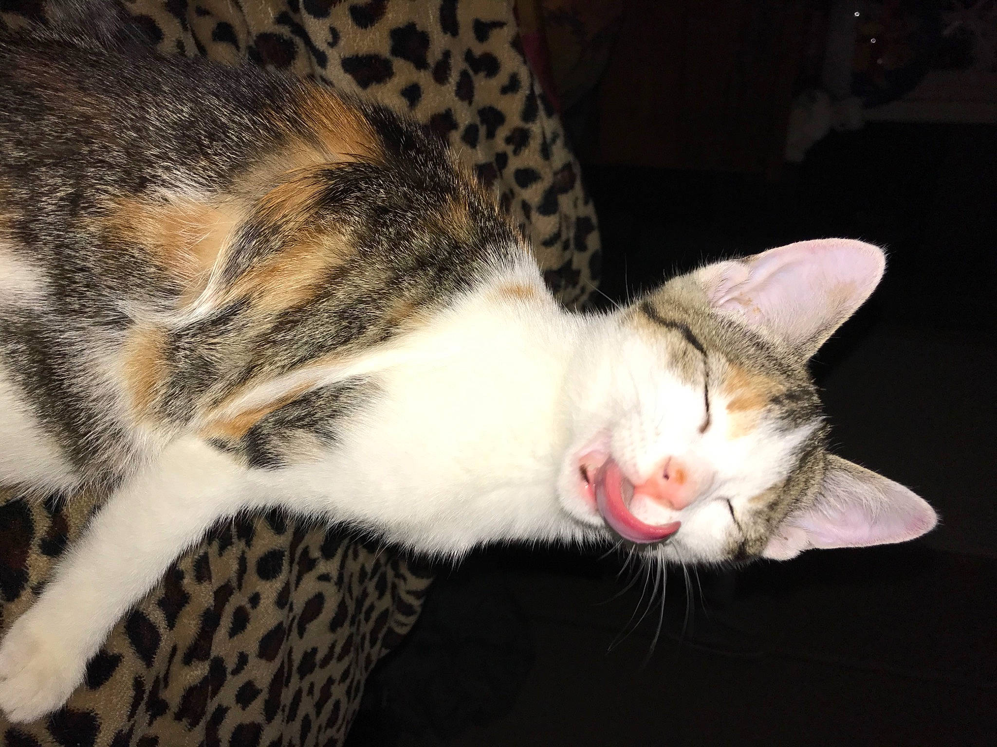 Angel is registered to the contest to win money with this photo: carnivore, cat, claw, close_up, comfort, domestic_short_haired_cat, felidae, fur, paw, small_to_medium_sized_cats, snout, tail, terrestrial_animal, whiskers