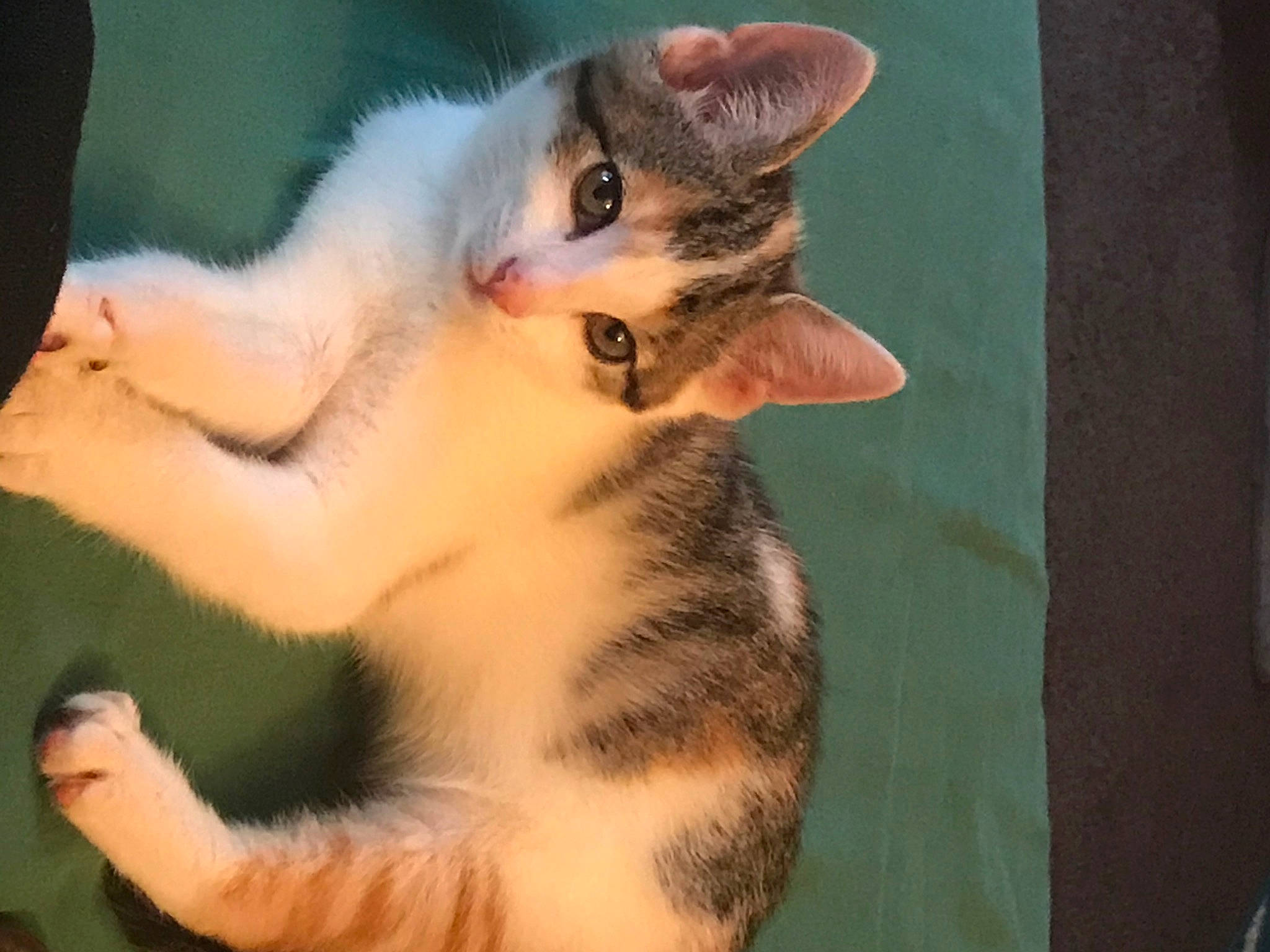 Angel joined the competition — help win amazing prizes! carnivore, cat, claw, domestic_short_haired_cat, eye, fawn, felidae, fur, gesture, head, paw, plant, small_to_medium_sized_cats, snout, tail, whiskers, wildlife