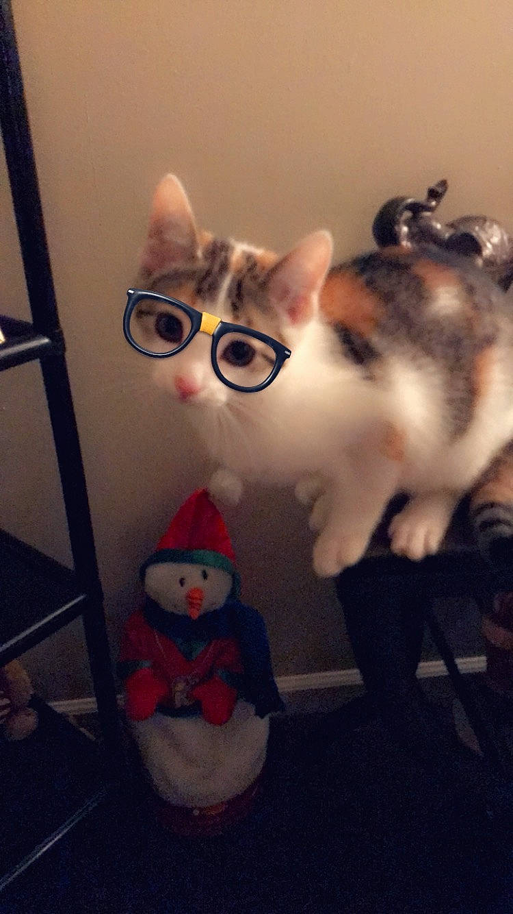 Angel is registered to the contest to win money with this photo: art, carmine, carnivore, cat, domestic_short_haired_cat, eyewear, felidae, fur, head, holiday, lap, moustache, paw, room, small_to_medium_sized_cats, tail, toy, visual_arts, whiskers