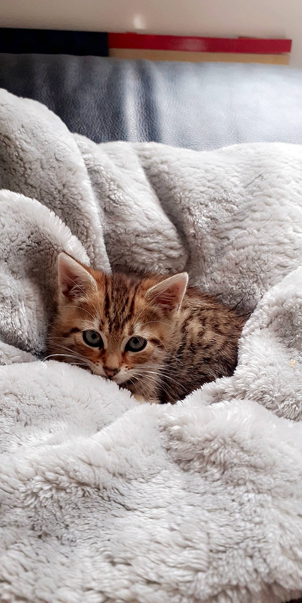 Badoo participe au concours pour gagner de l'argent avec cette photo : aegean_cat, asian, bengal, carnivore, cat, domestic_short_haired_cat, dragon_li, european_shorthair, felidae, fur, kitten, lynx, pixie_bob, small_to_medium_sized_cats, snout, snow, tabby_cat, whiskers, wild_cat, winter