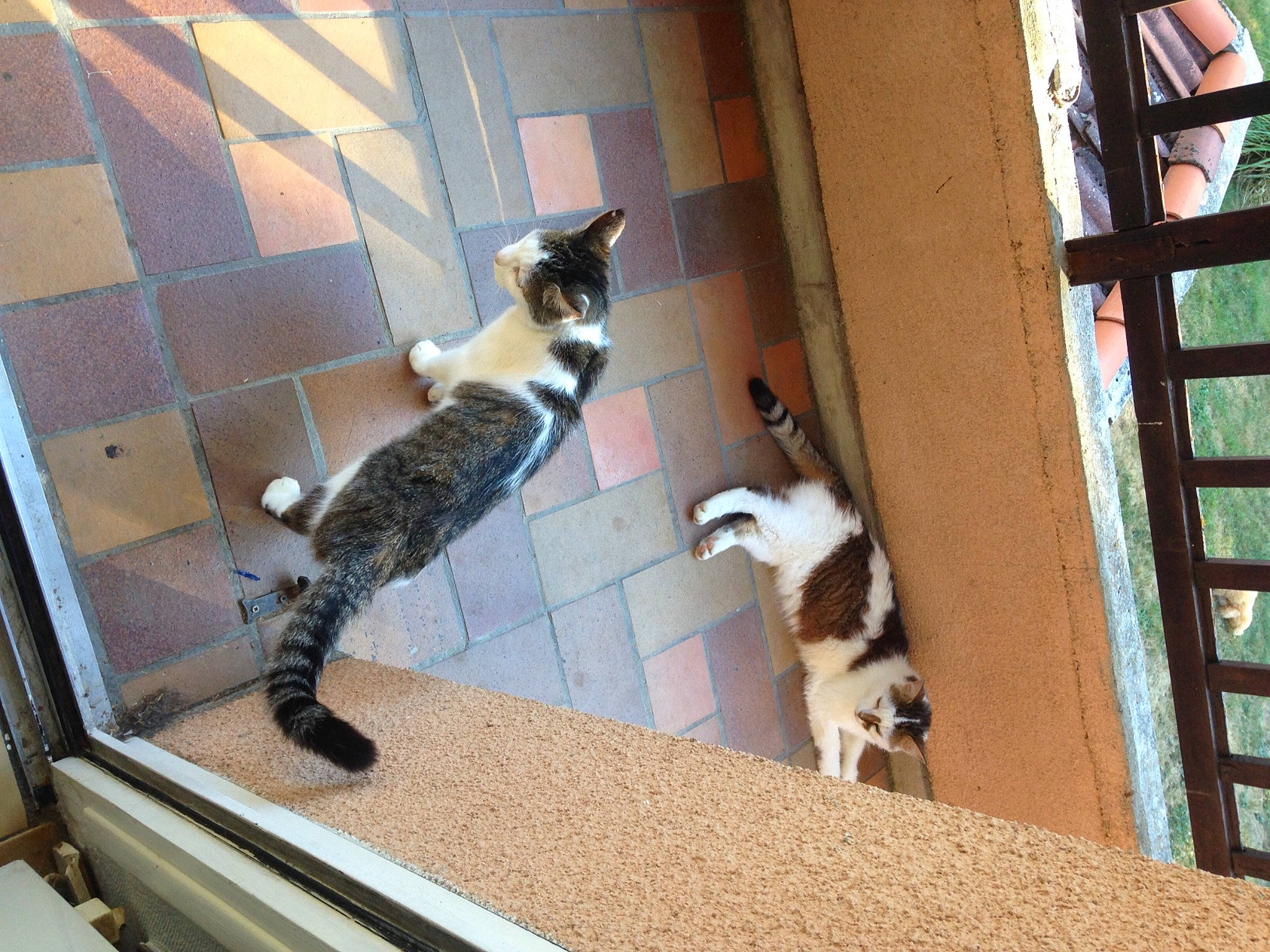 Titou Bibi Rasta participe au concours pour gagner de l'argent avec cette photo : canidae, carnivore, cat, dog_breed, domestic_short_haired_cat, door, felidae, flooring, fur, hardwood, mammal, sash_window, shade, small_to_medium_sized_cats, sporting_group, tail, vertebrate, whiskers, window, wood