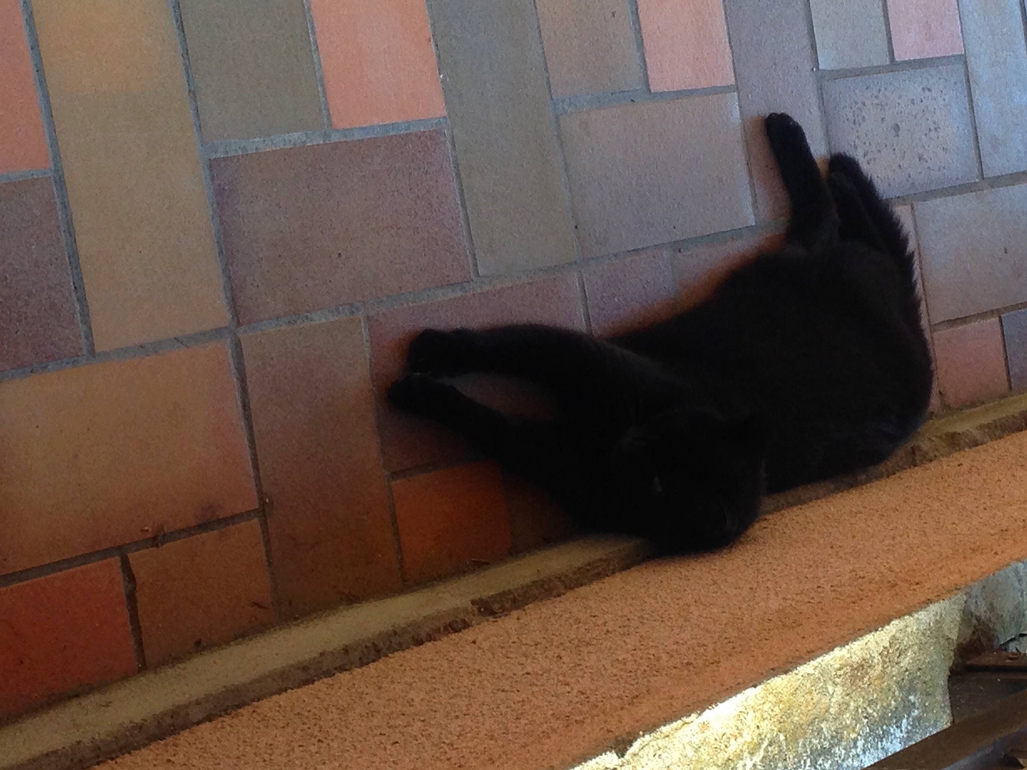 Titou Bibi Rasta participe au concours pour gagner de l'argent avec cette photo : bombay, carnivore, cat, dog_breed, fawn, felidae, floor, flooring, foot, hardwood, human_leg, liver, road_surface, small_to_medium_sized_cats, snout, tail, terrestrial_animal, tints_and_shades, whiskers, wood