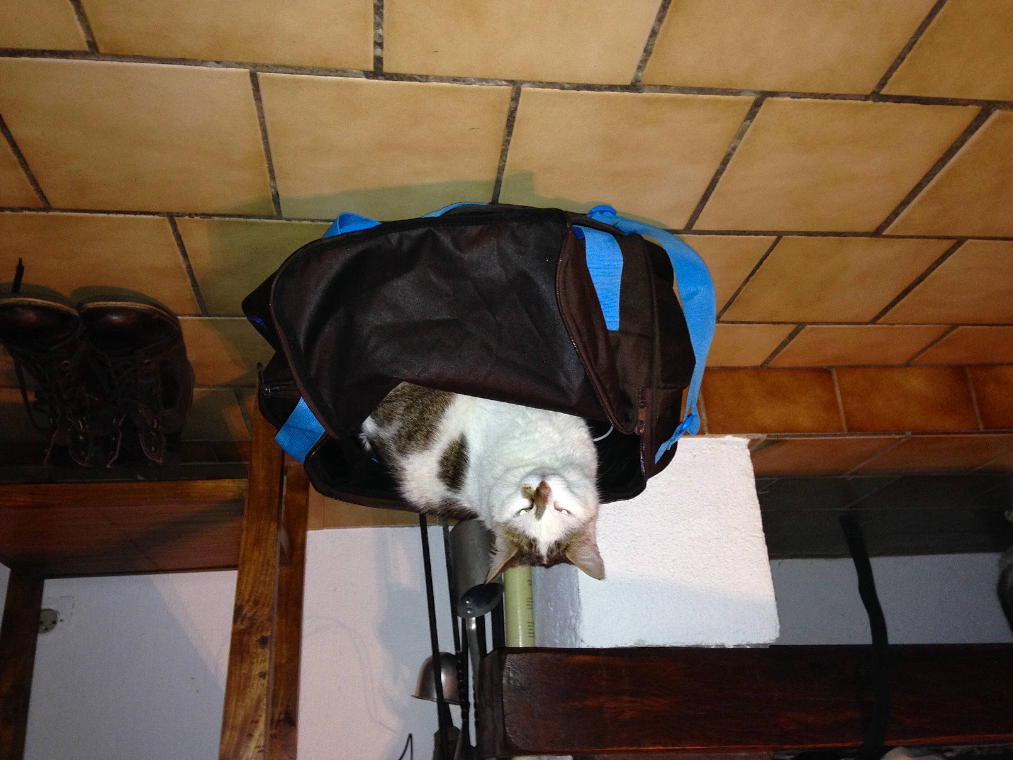 Titou Bibi Rasta participe au concours pour gagner de l'argent avec cette photo : canidae, carnivore, cat, collar, comfort, companion_dog, dog_breed, electric_blue, fawn, felidae, flooring, fur, pet_supply, small_to_medium_sized_cats, snout, sporting_group, tail, whiskers, wood, working_animal