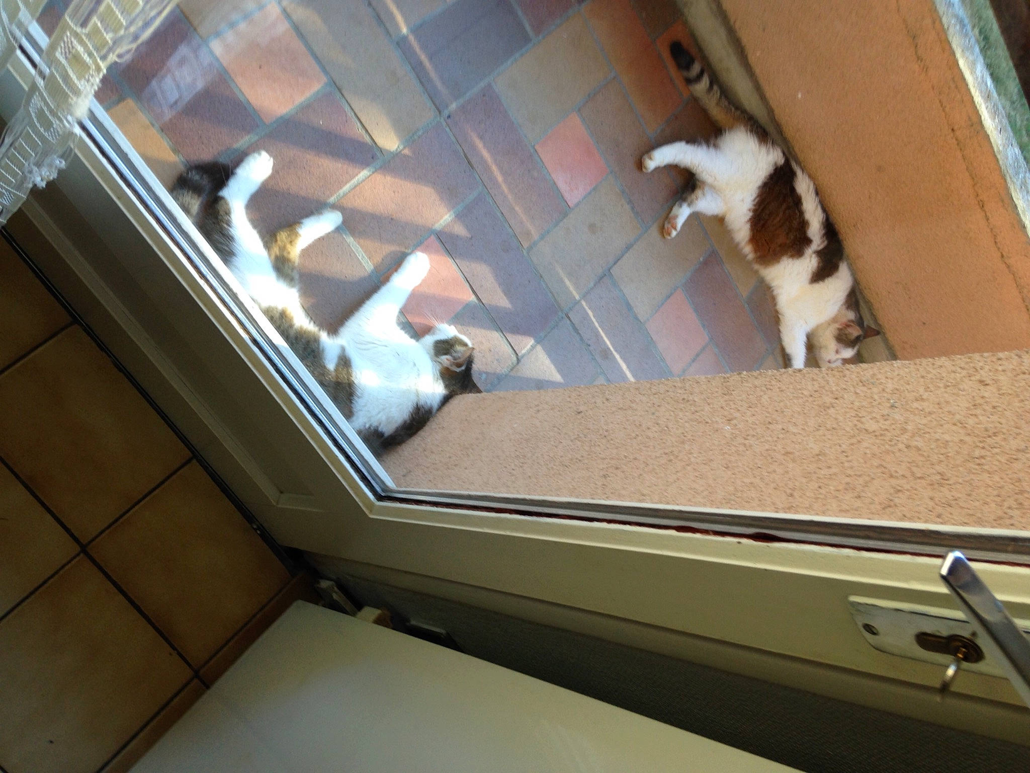 Titou Bibi Rasta a rejoint le concours — aidez-le/la à gagner de superbes lots ! architecture, canidae, carnivore, cat, comfort, companion_dog, dog_breed, felidae, floor, flooring, hardwood, light, line, plywood, small_to_medium_sized_cats, sporting_group, tail, tints_and_shades, whiskers, wood