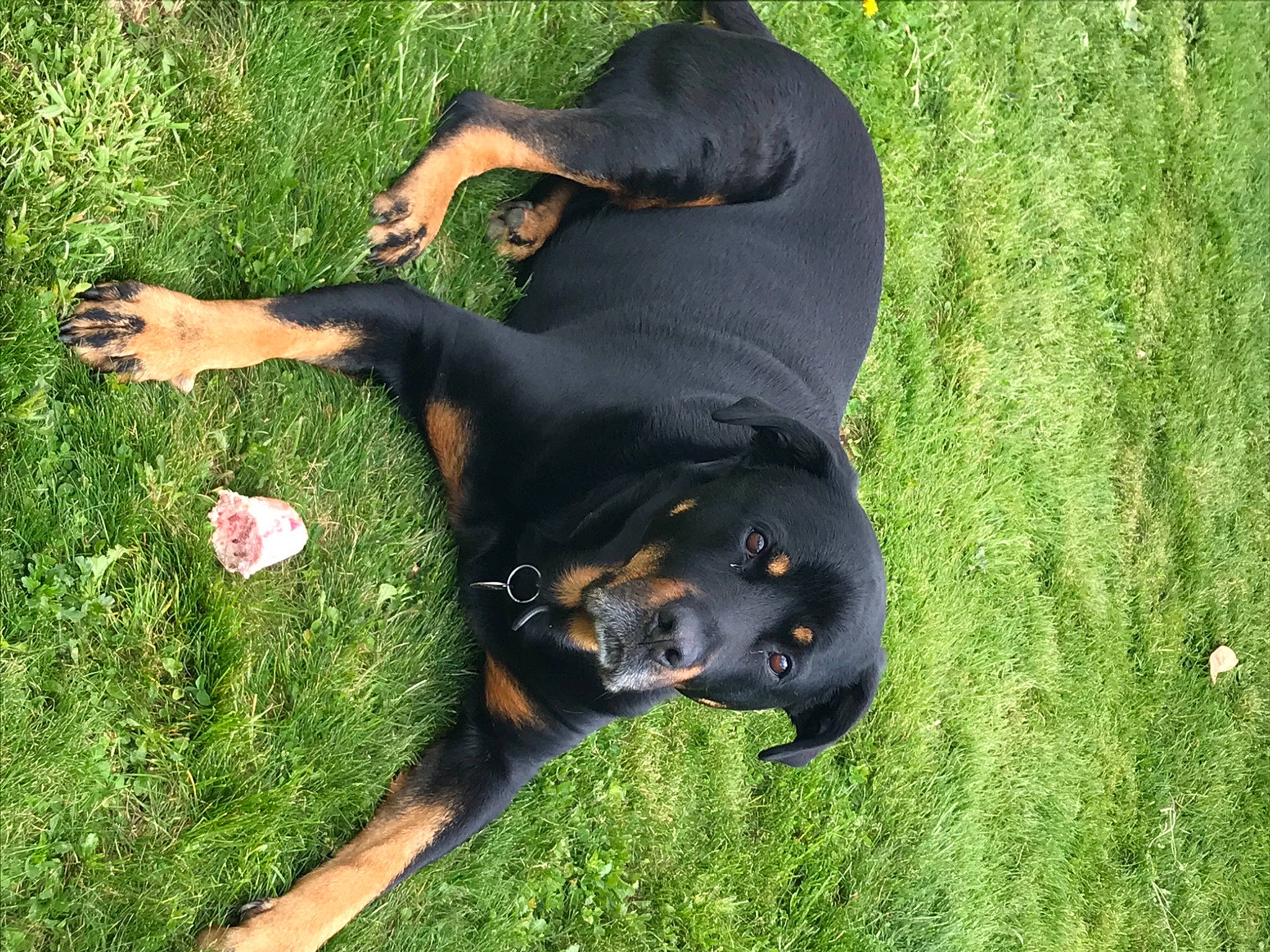 Thaï participe au concours pour gagner de l'argent avec cette photo : austrian_black_and_tan_hound, canidae, carnivore, companion_dog, dobermann, dog, dog_breed, grass, guard_dog, hound, hunting_dog, lawn, pinscher, rottweiler, snout, sporting_group, tail, terrestrial_animal, working_animal, working_dog