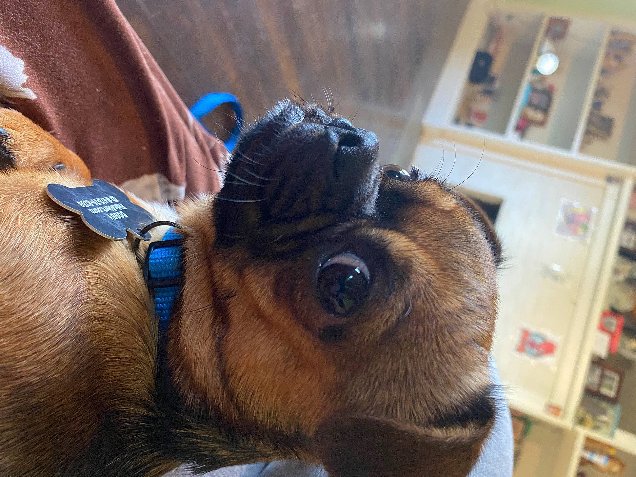 Dobby joined the competition — help win amazing prizes! bookcase, carnivore, collar, companion_dog, dog, dog_breed, dog_collar, ear, electric_blue, fawn, fur, liver, pet_supply, shelf, shelving, snout, whiskers, wood, working_animal, wrinkle