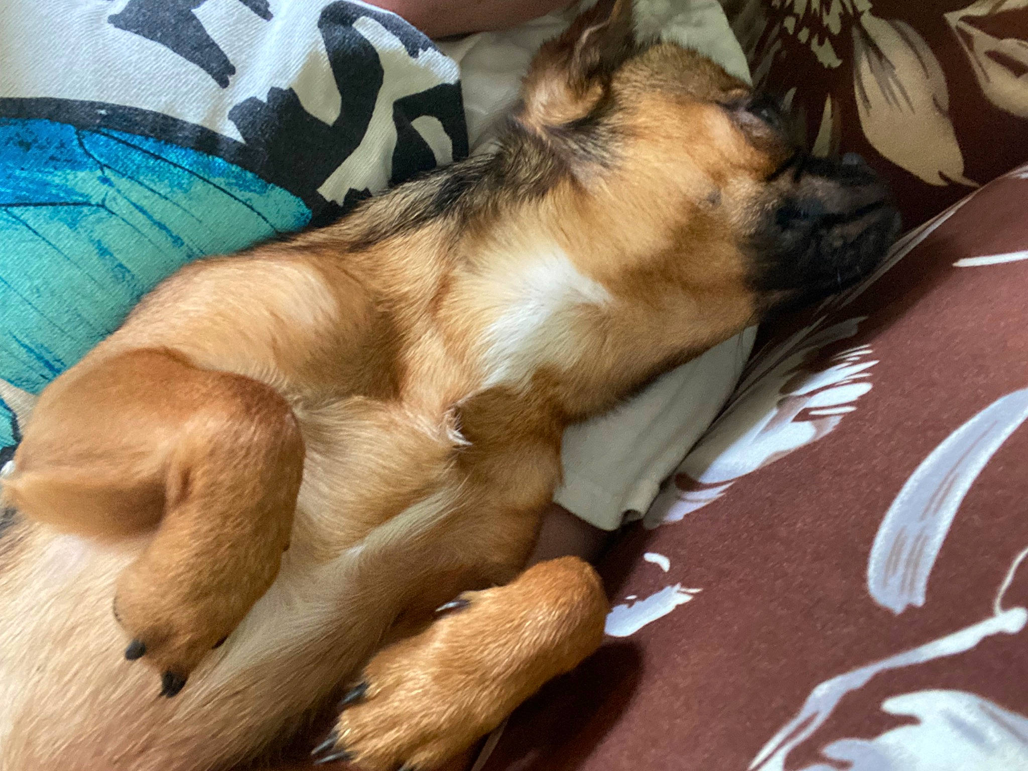 Dobby joined the competition — help win amazing prizes! canidae, carnivore, comfort, companion_dog, dog, dog_breed, fawn, felidae, fur, human_leg, linens, liver, nap, paw, small_to_medium_sized_cats, snout, sporting_group, tail, whiskers, working_animal