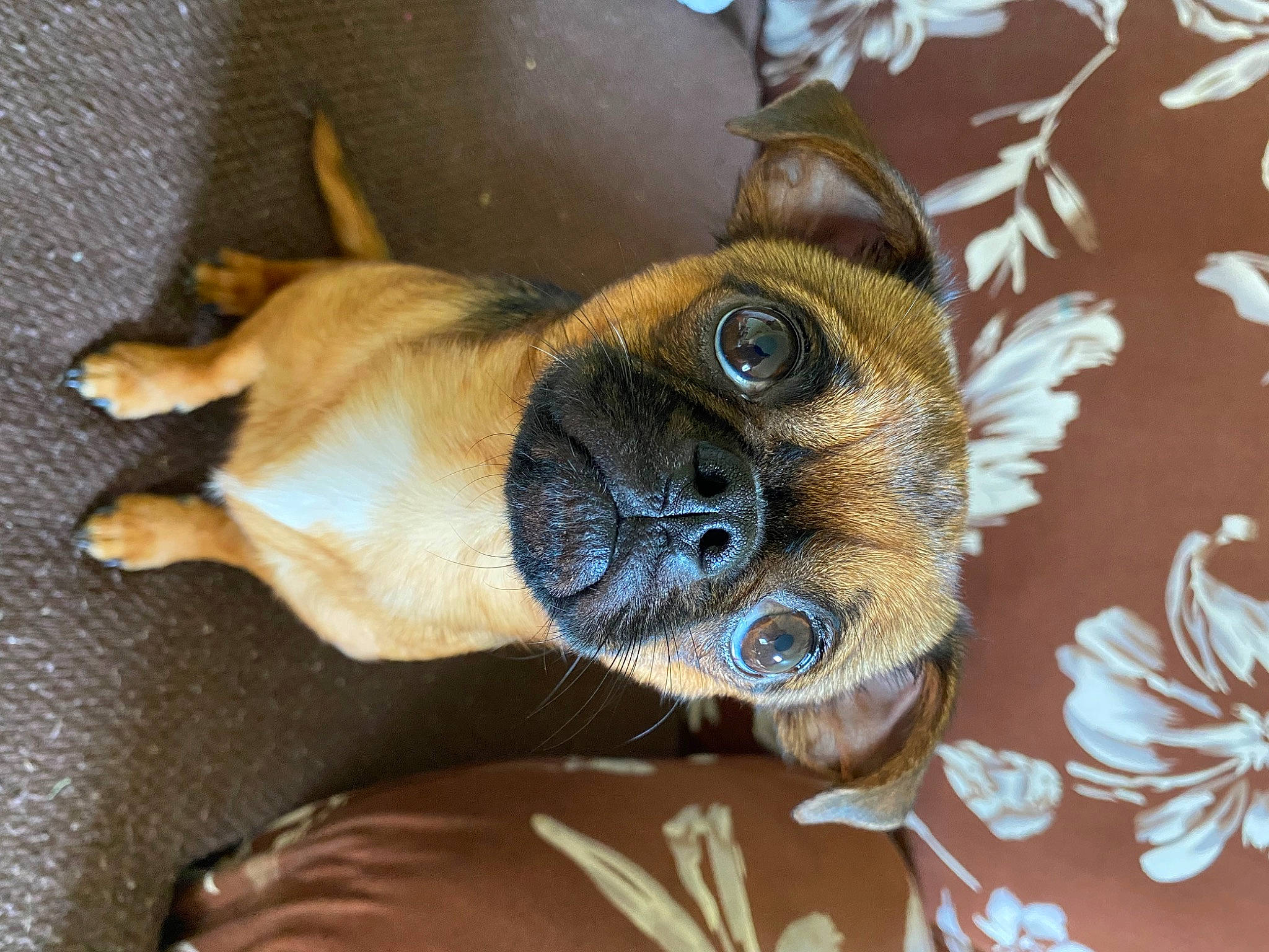 Dobby joined the competition — help win amazing prizes! canidae, carnivore, companion_dog, dog, dog_breed, fur, liver, plant, terrestrial_animal, toy_dog, whiskers, wildlife, working_animal, wrinkle