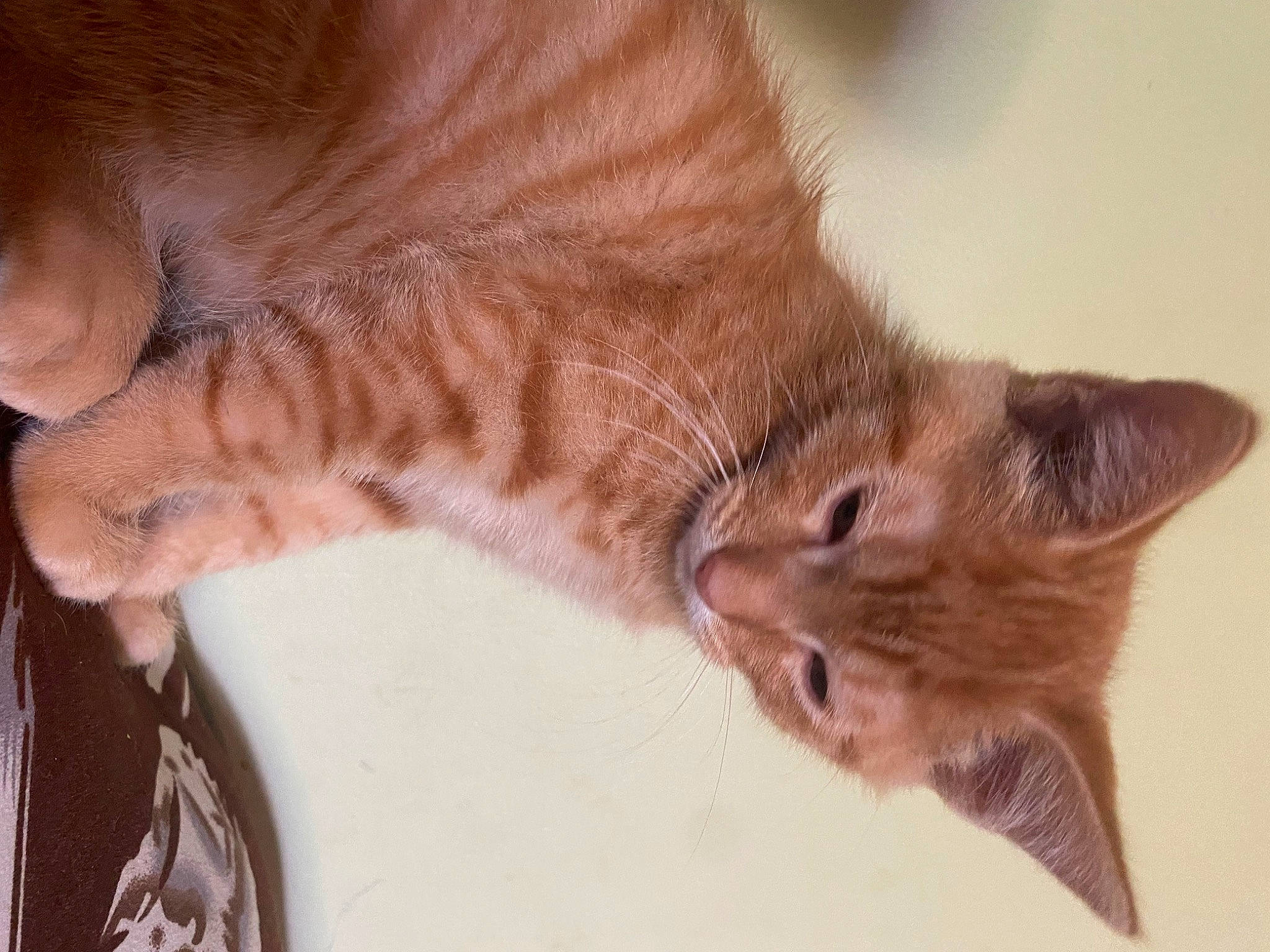 Pumpkin joined the competition — help win amazing prizes! carnivore, cat, claw, comfort, domestic_short_haired_cat, ear, fawn, felidae, fur, gesture, human_leg, liver, paw, small_to_medium_sized_cats, snout, tail, terrestrial_animal, whiskers, window, wood