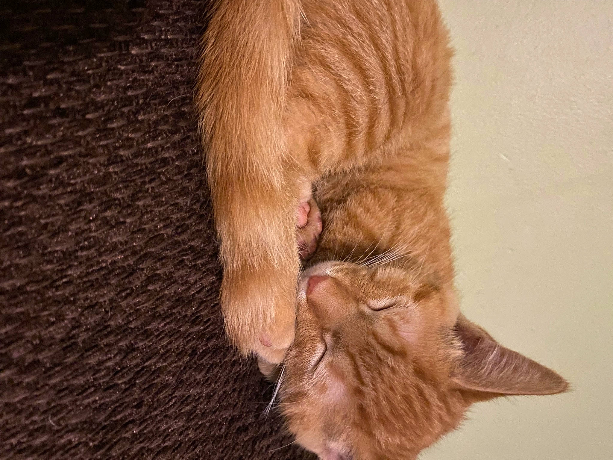 Pumpkin joined the competition — help win amazing prizes! brown, carnivore, cat, claw, dog_breed, domestic_short_haired_cat, ear, fawn, felidae, flooring, foot, fur, liver, small_to_medium_sized_cats, snout, sporting_group, tail, terrestrial_animal, whiskers, wood