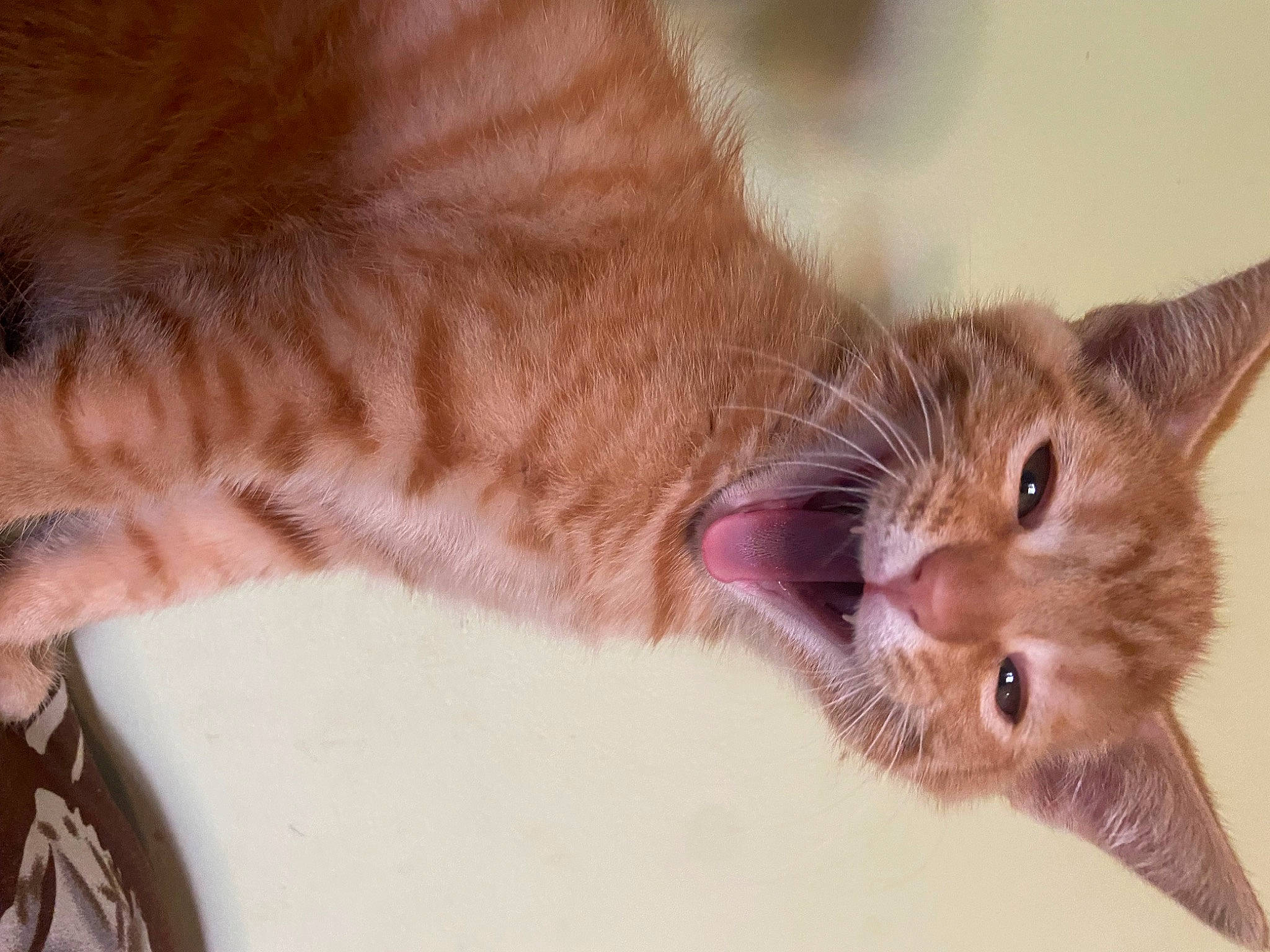 Pumpkin joined the competition — help win amazing prizes! carnivore, cat, claw, comfort, domestic_short_haired_cat, ear, fawn, felidae, foot, fur, macro_photography, paw, plant, small_to_medium_sized_cats, snout, tail, whiskers, wildlife, window