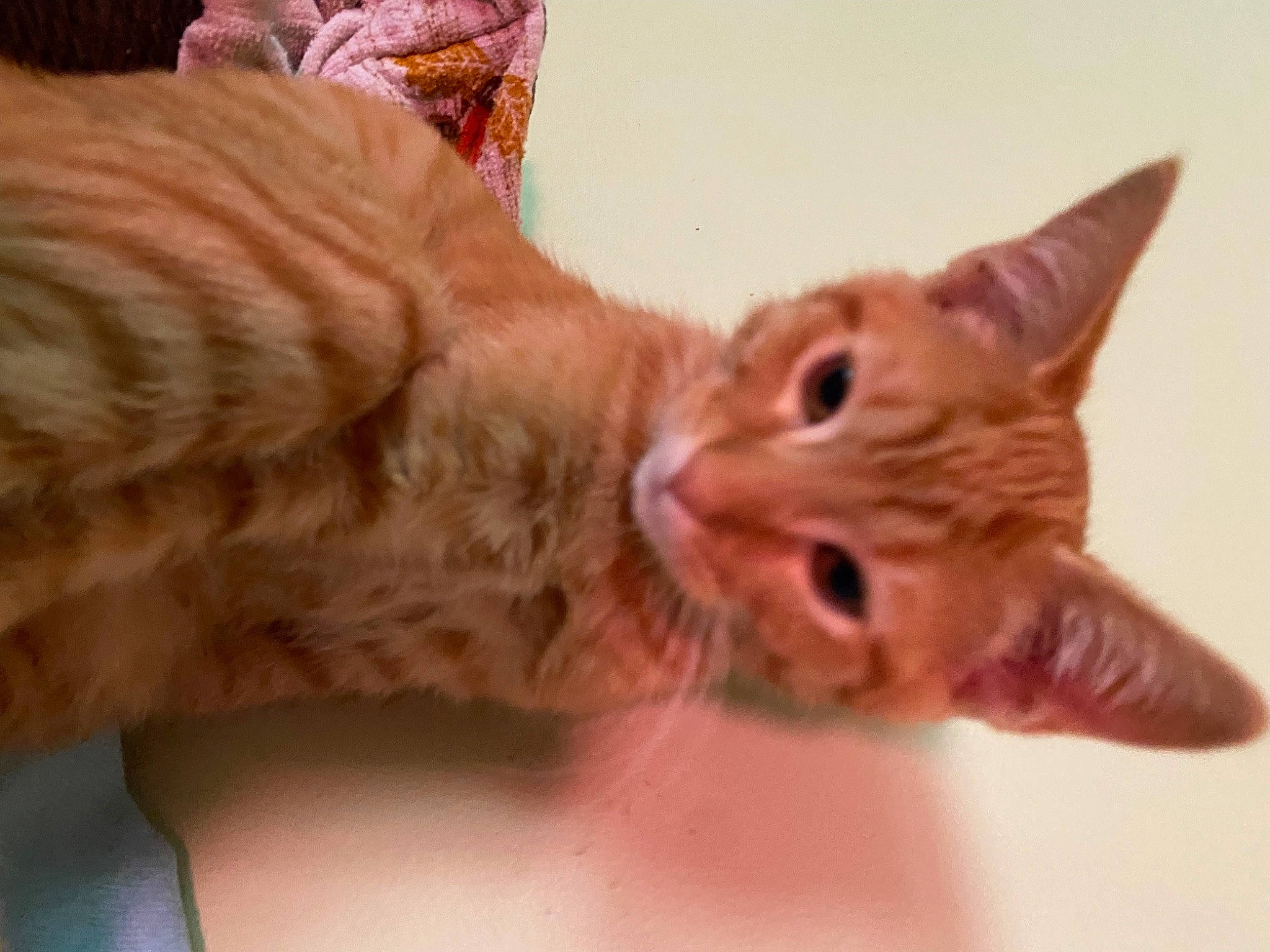 Pumpkin is registered to the contest to win money with this photo: carnivore, cat, claw, domestic_short_haired_cat, ear, fawn, felidae, fur, gesture, nail, paw, small_to_medium_sized_cats, snout, tail, toy, whiskers