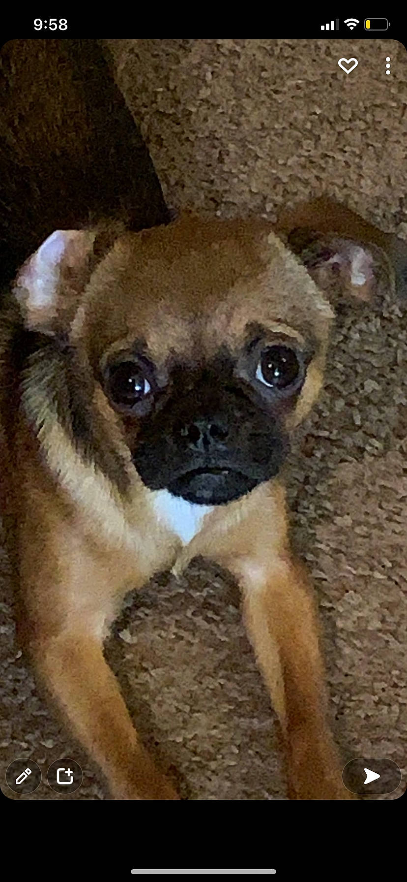 Dobby joined the competition — help win amazing prizes! canidae, carnivore, companion_dog, dog, dog_breed, fawn, non_sporting_group, plant, pug, puppy, snout, sporting_group, terrestrial_animal, toy_dog, whiskers, working_animal, wrinkle