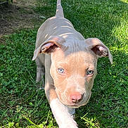 Kenai joined the competition — help win amazing prizes! puppy, dog, grass, outdoor, sunlight, blue_eyes, walking, ears, tail, young, pet, nature, animal, focused, cute, playful, summer, greenery, daylight, closeup