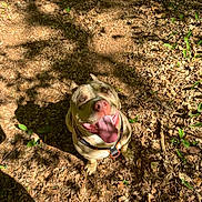 Arrow a rejoint le concours — aidez-le/la à gagner de superbes lots ! animal, brown, canine, close_up, collar, daylight, dog, forest_floor, green_plants, happy, harness, leaves, looking_up, nature, outdoor, pet, shadow, smiling, sunlight, tongue_out