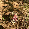 animal, brown, canine, close_up, collar, daylight, dog, forest_floor, green_plants, happy, harness, leaves, looking_up, nature, outdoor, pet, shadow, smiling, sunlight, tongue_out
