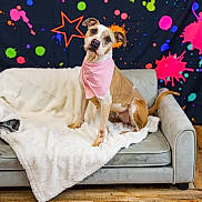Splotch is registered to the contest to win money with this photo: animal, attention, bandana, blanket, brown_and_white, colorful_background, couch, cozy, curious, dog, fur, head_tilt, indoor, pet, playful, portrait, seated, splash_pattern, star_pattern, wood_floor