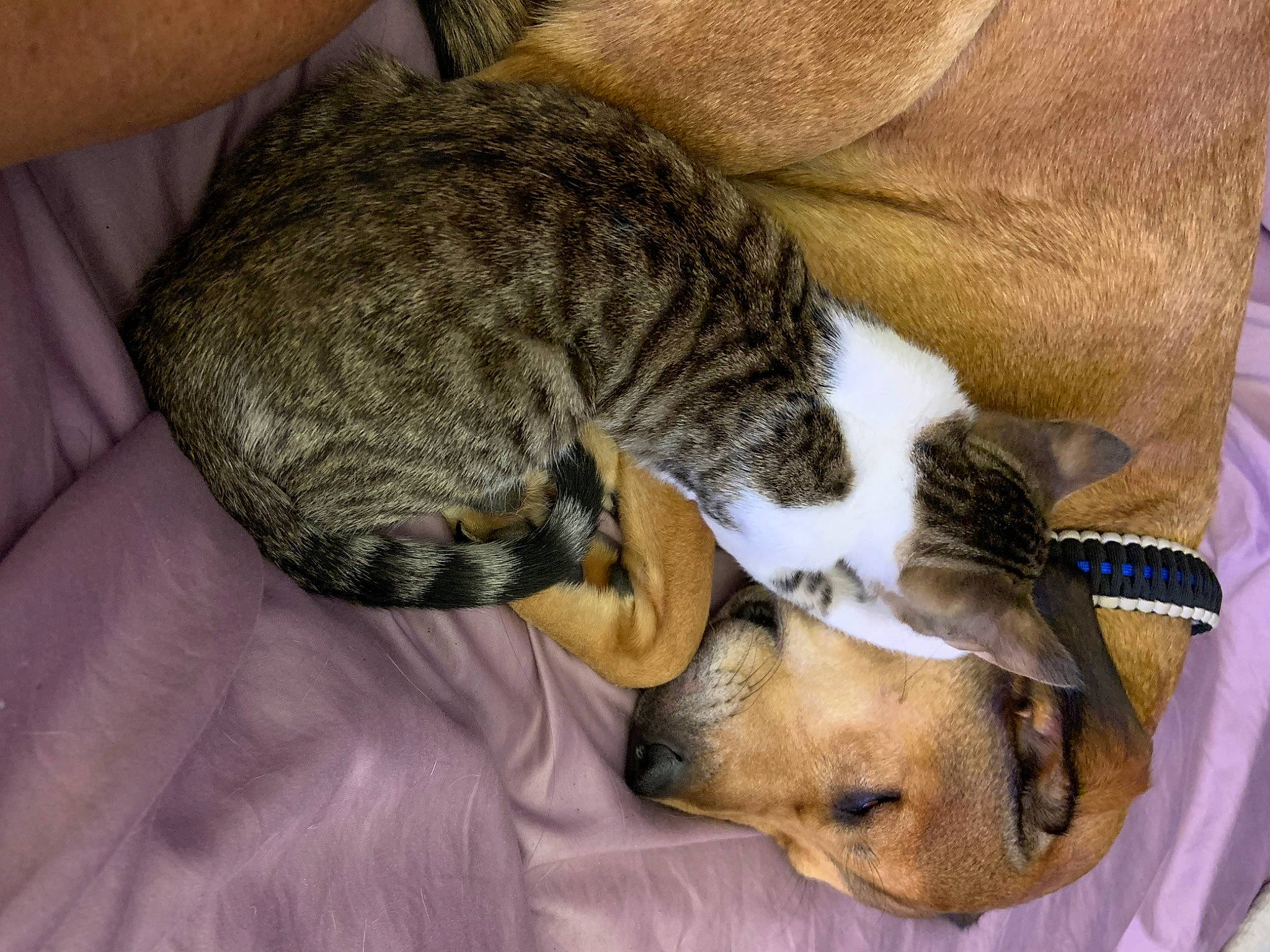 Connor is registered to the contest to win money with this photo: canidae, carnivore, cat, european_shorthair, fawn, felidae, small_to_medium_sized_cats, whiskers