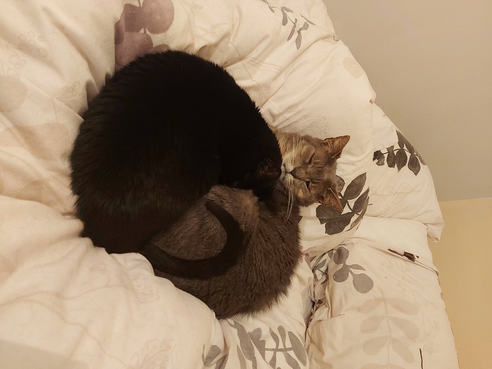 Grisouille participe au concours pour gagner de l'argent avec cette photo : bag, bed, bedding, black_cat, carnivore, cat, cat_supply, comfort, domestic_short_haired_cat, felidae, fur, grey, linens, nap, sleeve, small_to_medium_sized_cats, snout, tail, textile, whiskers