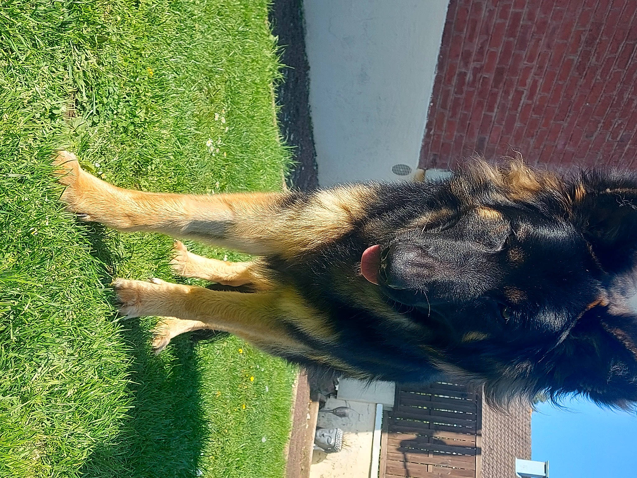 Uriel participe au concours pour gagner de l'argent avec cette photo : canidae, carnivore, dog, dog_breed, foot, fur, grass, plant, shadow, snout, sporting_group, tail, terrestrial_animal, tree, wildlife, working_animal