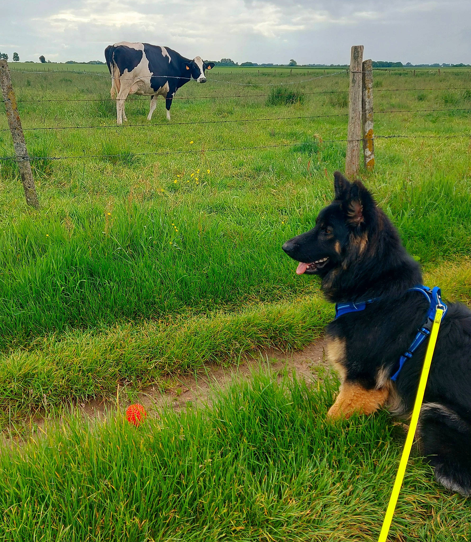 Uriel a rejoint le concours — aidez-le/la à gagner de superbes lots ! carnivore, cloud, collar, dog, dog_breed, east_european_shepherd, electric_blue, german_shepherd_dog, grass, grassland, herding_dog, king_shepherd, landscape, natural_landscape, old_german_shepherd_dog, pasture, plant, sky, vertebrate, working_animal
