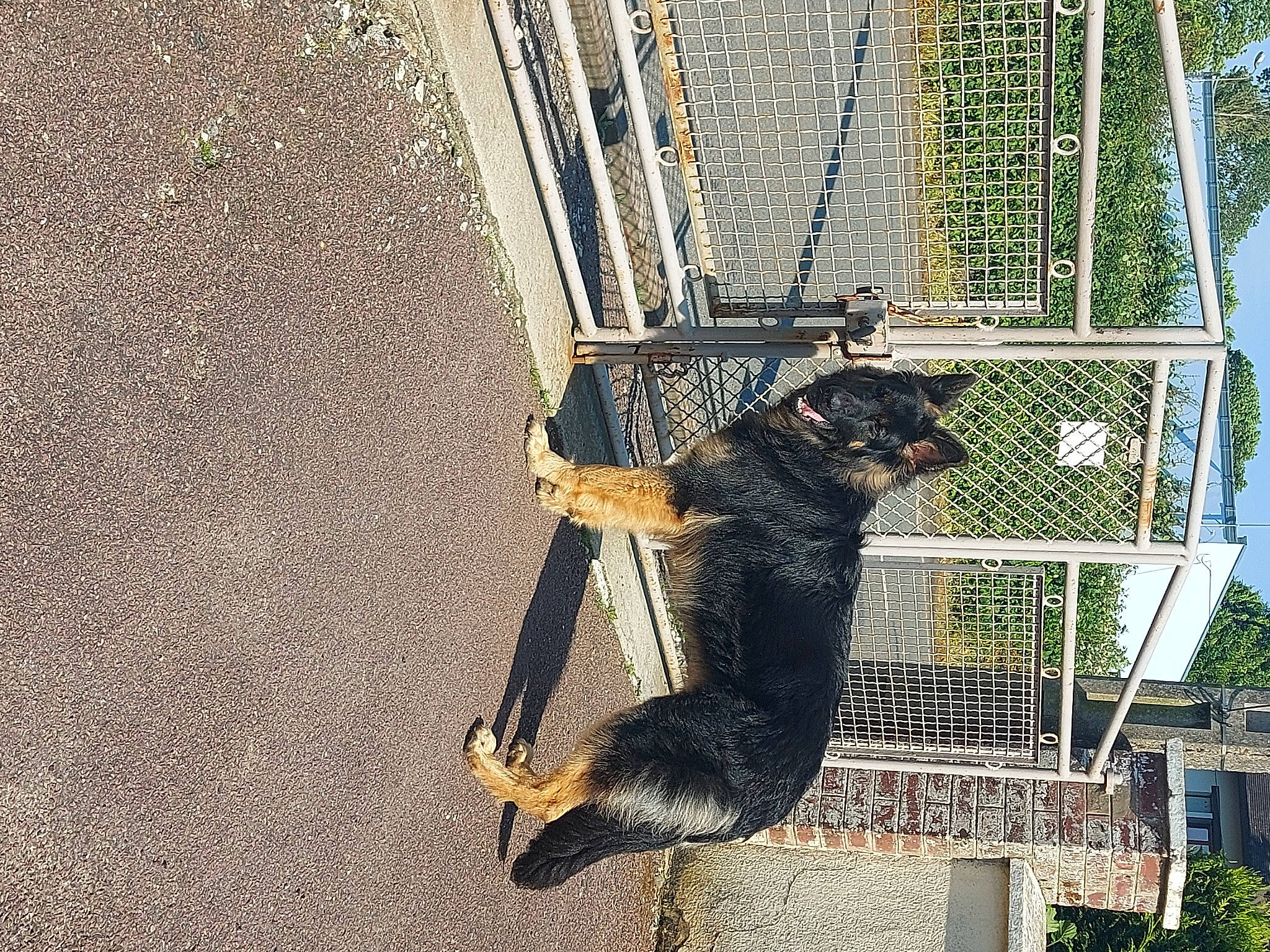 Uriel a rejoint le concours — aidez-le/la à gagner de superbes lots ! asphalt, carnivore, chain_link_fencing, concrete, dog, dog_breed, dog_supply, mesh, metal, pet_supply, plant, road_surface, shadow, snout, soil, tail, terrestrial_animal, tree, wildlife, wire_fencing