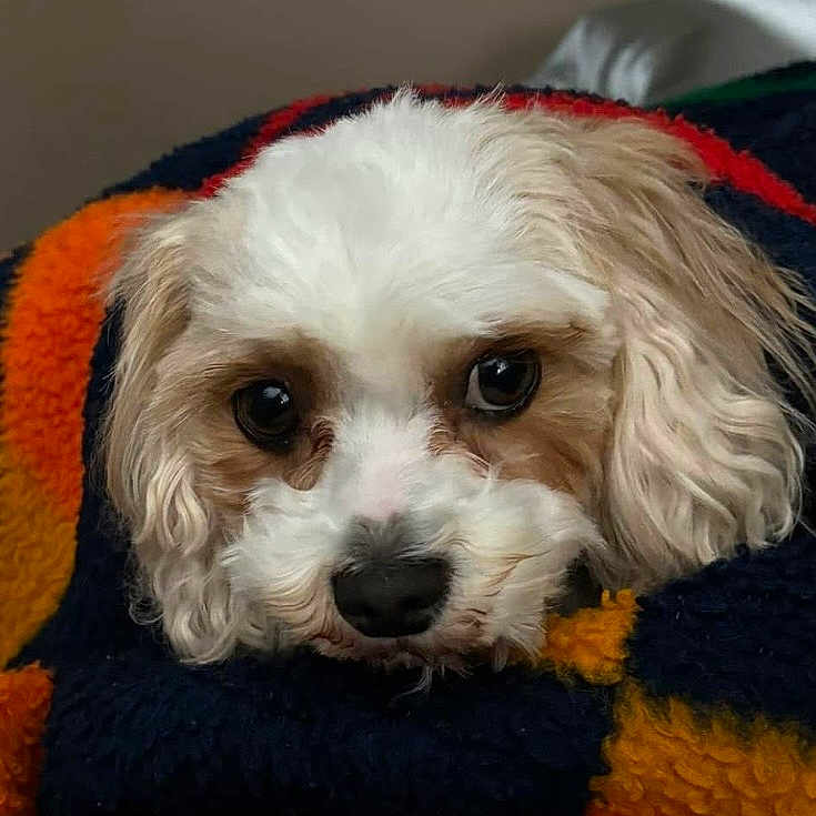 Sammy