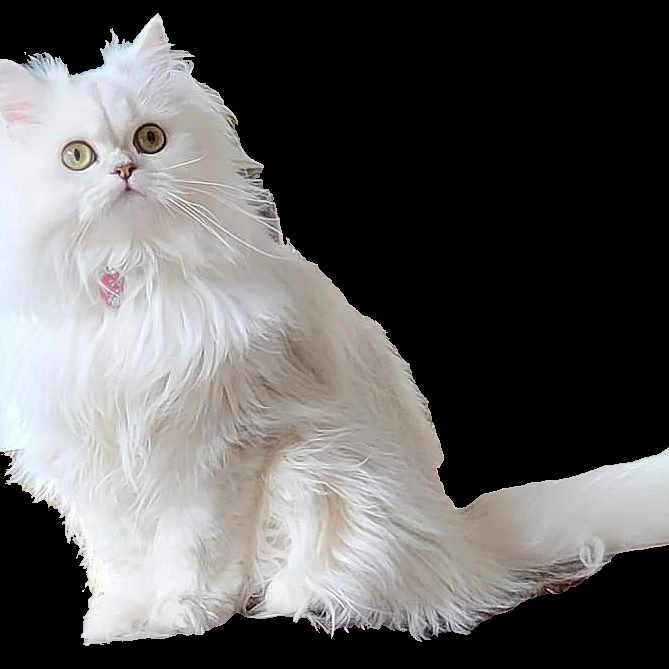 Lady Dutchess is registered to the contest to win money with this photo: angora, animal, canine, cat, dog, doll, kitten, manx, pet, toy, white, whitedog