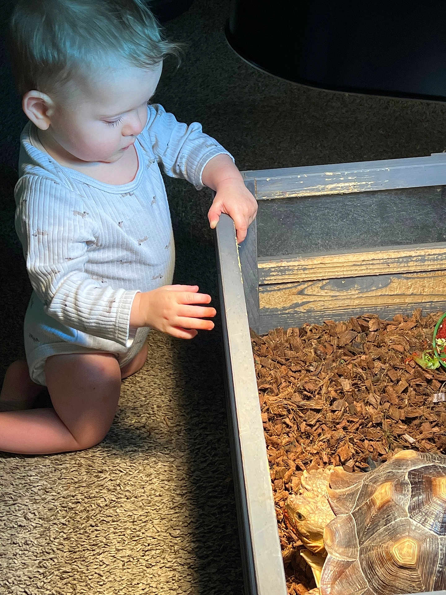 Riverlyn joined the competition — help win amazing prizes! toddler, child, tortoise, enclosure, wooden_box, mulch, carpet, indoor, curious, animal, pet, exploration, hands, light, shadow, shell, face, kneeling, young_child, interaction