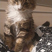 Ario a rejoint le concours — aidez-le/la à gagner de superbes lots ! abyssinian, angora, animal, bed, bedroom, blanket, cat, chair, couch, cushion, furniture, homedecor, indoors, kitten, manx, person, pet, quilt, room, sleeping