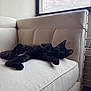 Taki is registered to the contest to win money with this photo: black_cat, kitten, couch, indoor, window, furniture, pet, animal, relaxed, laying_down, curious, soft_light, cozy, domestic, feline, ears, paws, whiskers, fur, home