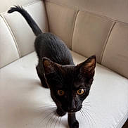 Taki is registered to the contest to win money with this photo: black_cat, kitten, pet, animal, whiskers, couch, indoor, curious, feline, young_cat, tail, fur, close_up, looking, walking, domestic_cat, cute, small, mammal, house_pet