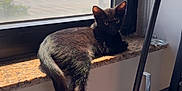 Taki is registered to the contest to win money with this photo: black_cat, cat, windowsill, sunlight, tail, indoor, window, sky, clouds, greenery, shelf, lamp, pink_lamp, relaxing, pet, animal, feline, daylight, shadow, home