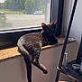 black_cat, cat, windowsill, sunlight, tail, indoor, window, sky, clouds, greenery, shelf, lamp, pink_lamp, relaxing, pet, animal, feline, daylight, shadow, home