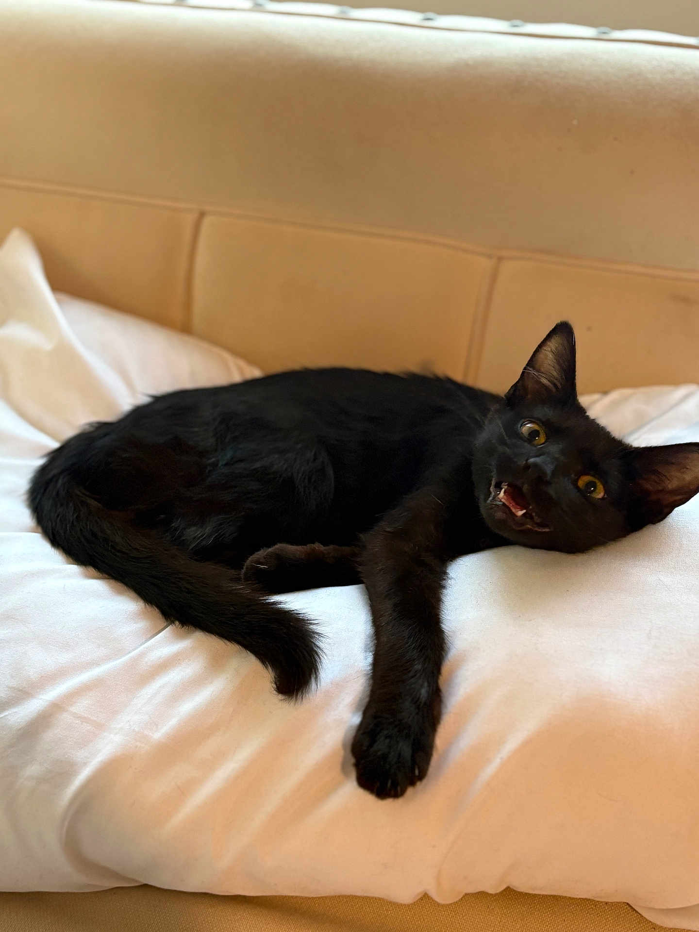 Taki joined the competition — help win amazing prizes! black_cat, cat, pet, animal, feline, indoor, couch, pillow, relaxing, fur, whiskers, ears, tail, wide_eyes, mouth_open, domestic_cat, cute, playful, resting, home