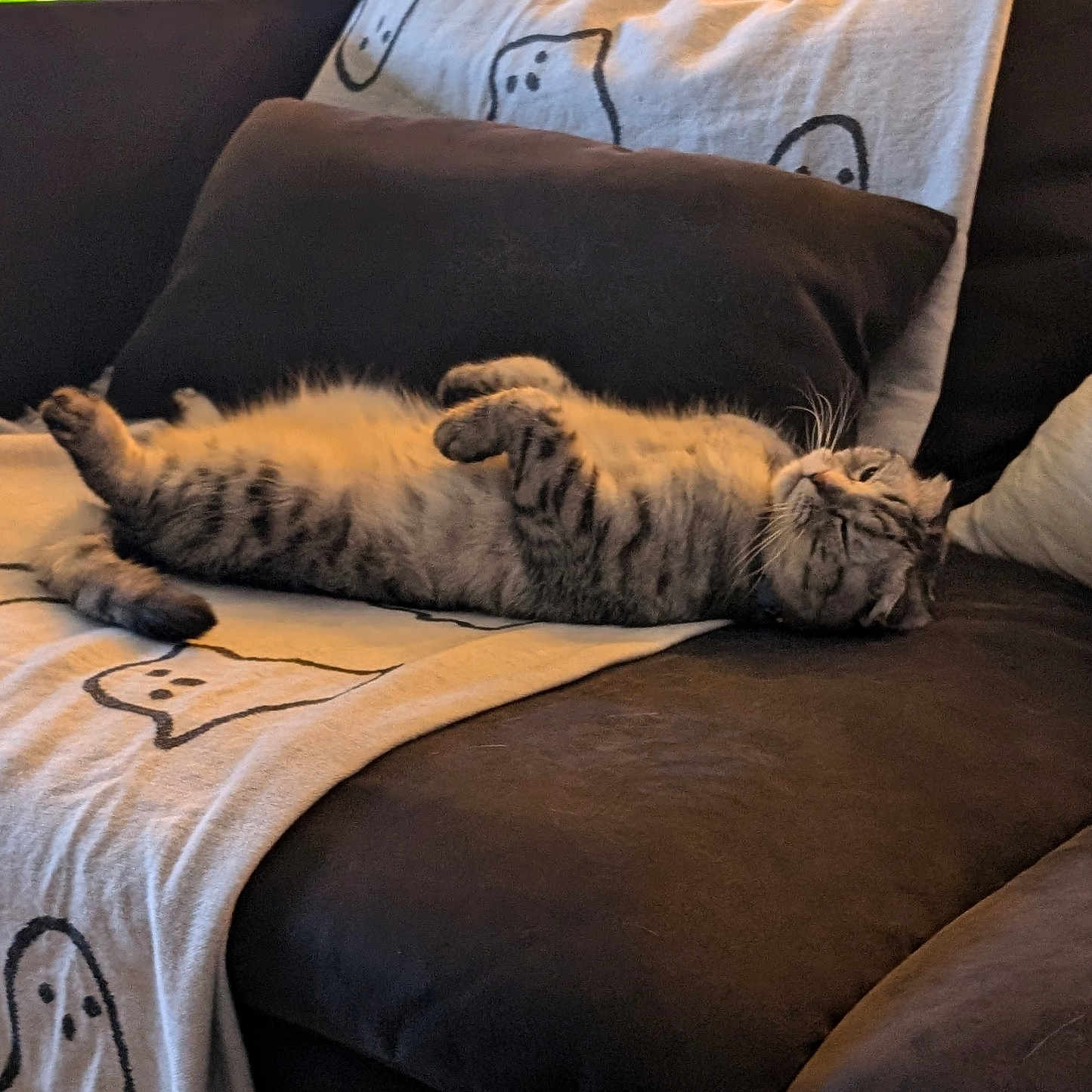 Sama joined the competition — help win amazing prizes! animal, architecture, bed, bedroom, blanket, building, cat, couch, cushion, furniture, homedecor, indoors, kitten, livingroom, manx, person, pet, pillow, room, sleeping