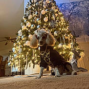 Gia joined the competition — help win amazing prizes! animal, canine, carpet, celebration, christmas_lights, christmas_tree, decorations, dog, festive, furniture, gold_chain, holiday, home, indoor, leopard_print, ornaments, pet, poodle, reindeer_decoration, winter