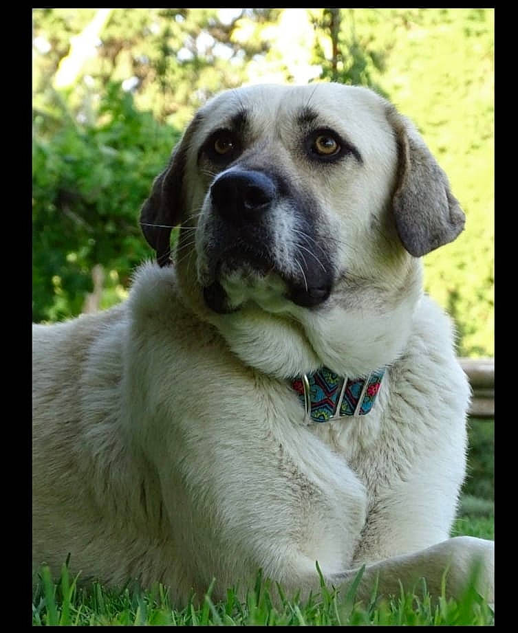 Nakar a rejoint le concours — aidez-le/la à gagner de superbes lots ! ancient_dog_breeds, canidae, carnivore, collar, companion_dog, dog, dog_breed, dog_collar, fawn, fur, grass, plant, rectangle, snout, sporting_group, terrestrial_animal, tree, whiskers, working_dog