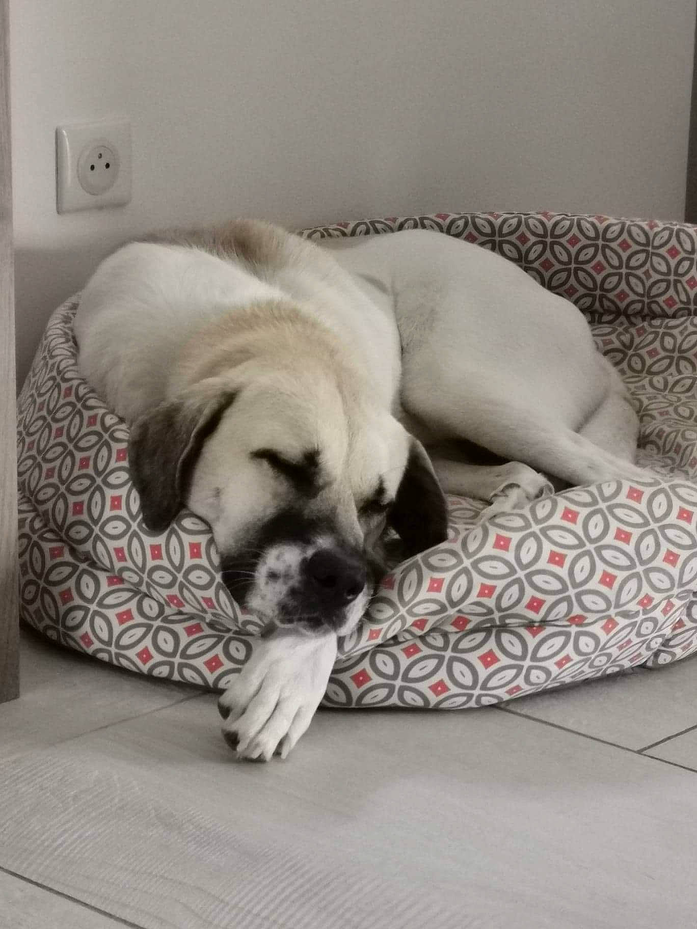 Nakar participe au concours pour gagner de l'argent avec cette photo : canidae, carnivore, comfort, companion_dog, dog, dog_breed, fawn, flooring, fur, light_switch, linens, nap, pug, snout, sporting_group, toy_dog, wall_plate, wall_socket, working_animal, wrinkle