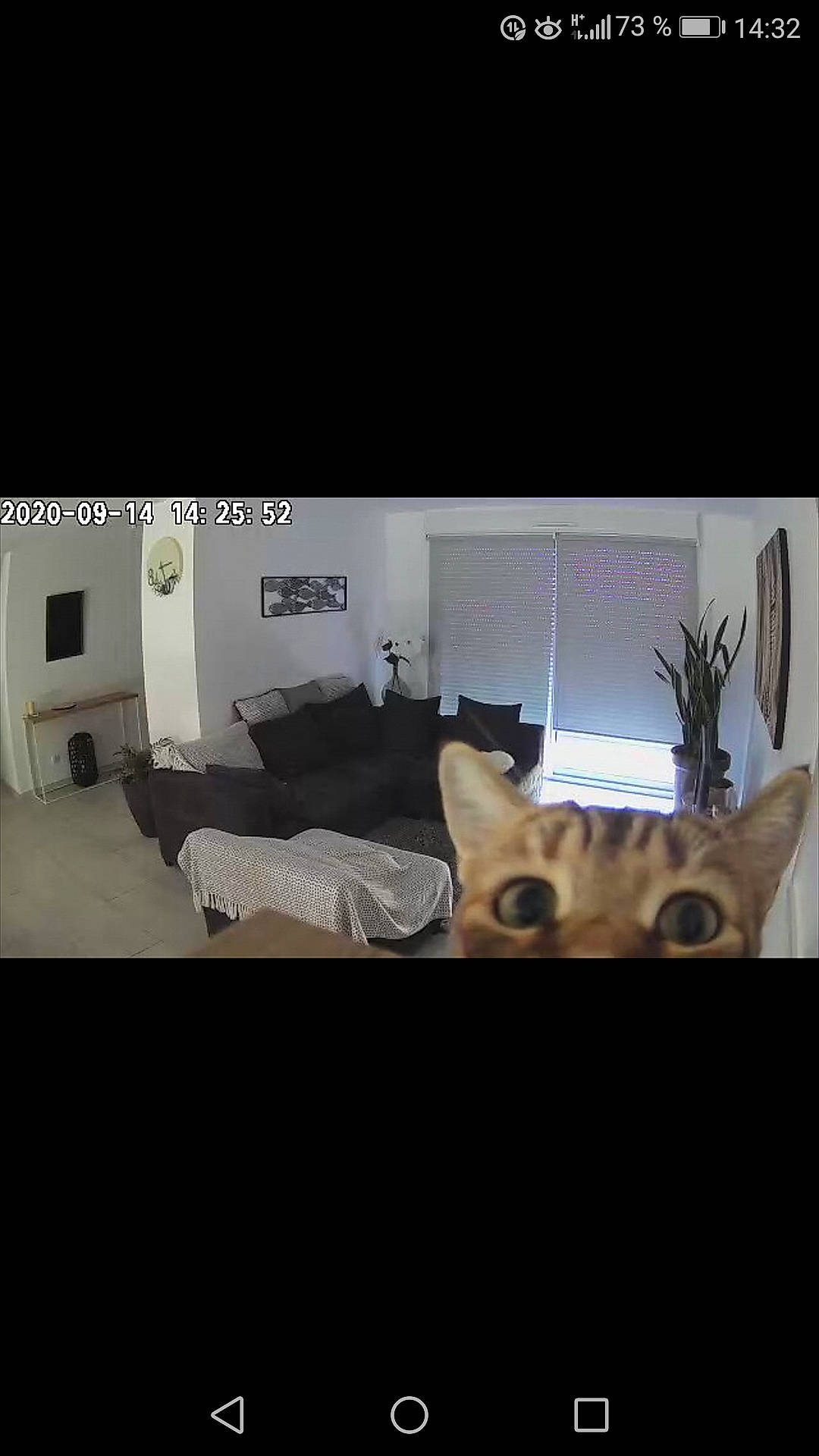 Perle participe au concours pour gagner de l'argent avec cette photo : bed, carnivore, comfort, companion_dog, couch, dog_breed, fawn, felidae, floor, flooring, grey, hardwood, linens, pillow, rectangle, small_to_medium_sized_cats, tail, tints_and_shades, whiskers, wood