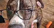 Arés a rejoint le concours — aidez-le/la à gagner de superbes lots ! brindle, brown, canine, close_up, dog, domestic_animal, ear, flooring, furniture, glasses, hand, household, indoor, laundry_basket, nose, paw, pet, toy, white_markings, wooden_floor