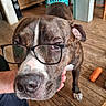 brindle, brown, canine, close_up, dog, domestic_animal, ear, flooring, furniture, glasses, hand, household, indoor, laundry_basket, nose, paw, pet, toy, white_markings, wooden_floor