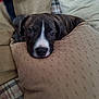 puppy, dog, brindle, resting, pillow, couch, blanket, indoor, cozy, cute, animal, pet, sleepy, soft, comfort, face, expression, young, domestic, relaxed