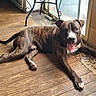 animal, brindle, canine, chair_leg, companion, cute, dog, domestic_animal, flooring, glass_door, home, indoor, lying_down, mammal, pet, relaxed, resting, tongue_out, window, wooden_floor