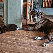 Arés participe au concours pour gagner de l'argent avec cette photo : animal, books, brindle_dog, cat, chair, cozy, curious, dog, domestic, floor, furniture, house, indoor, paw, pet, pillar, relaxed, resting, siamese_cat, wooden_floor