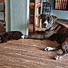 animal, books, brindle_dog, cat, chair, cozy, curious, dog, domestic, floor, furniture, house, indoor, paw, pet, pillar, relaxed, resting, siamese_cat, wooden_floor
