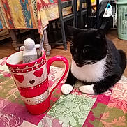 Socrate participe au concours pour gagner de l'argent avec cette photo : carnivore, cat, cup, dishware, domestic_short_haired_cat, drinkware, event, felidae, flooring, magenta, pattern, porcelain, pottery, serveware, small_to_medium_sized_cats, tableware, tail, textile, whiskers, window