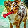 active, animal, australian_shepherd, background, blue_eyes, bone_toy, canine, closeup, colorful, dog, fur, legs, outdoor, pavement, pet, playful, portrait, red_toy, toy, walking